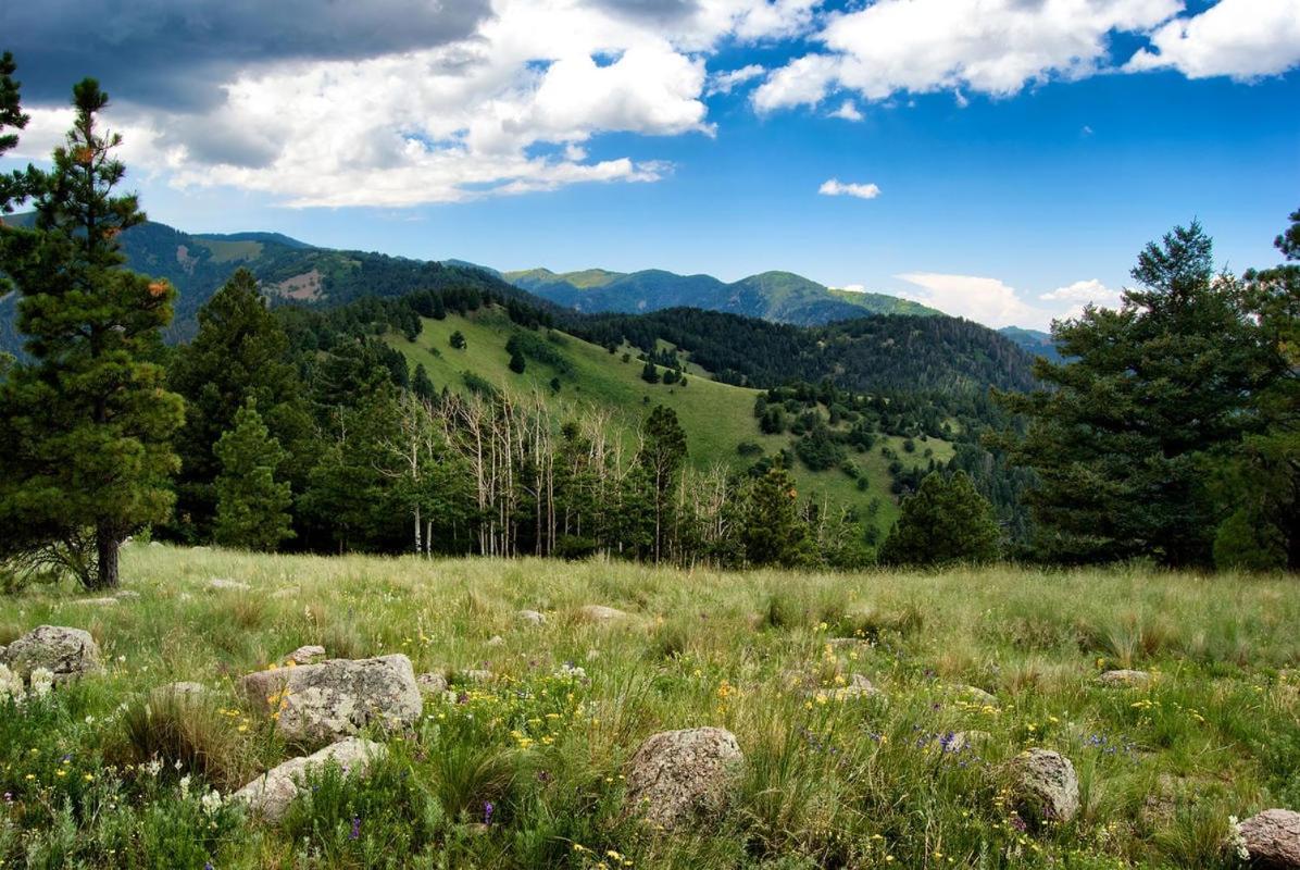 Oso Blanco Ruidoso Exterior foto