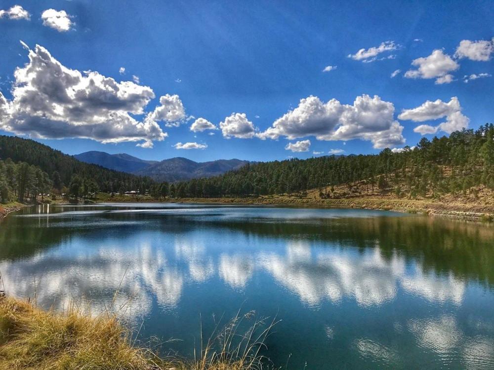 Oso Blanco Ruidoso Exterior foto